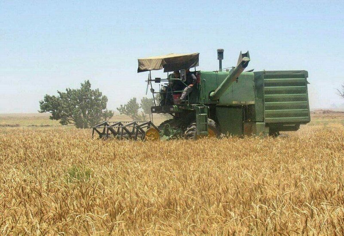 قیمت خرید تضمینی گندم ۱۳ هزار تومان تعیین شد