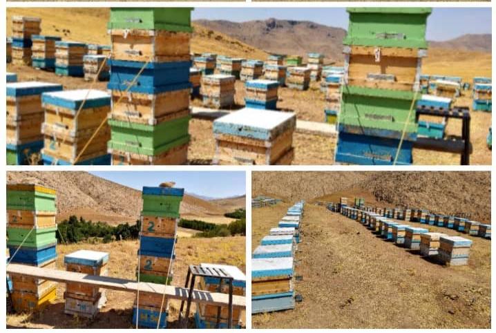 رتبه نخست تولید عسل در شهرستان دلفان