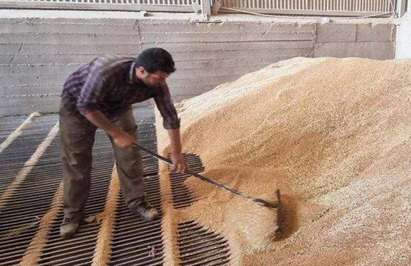 آغاز پرداخت کامل مطالبات گندم کاران لرستانی
