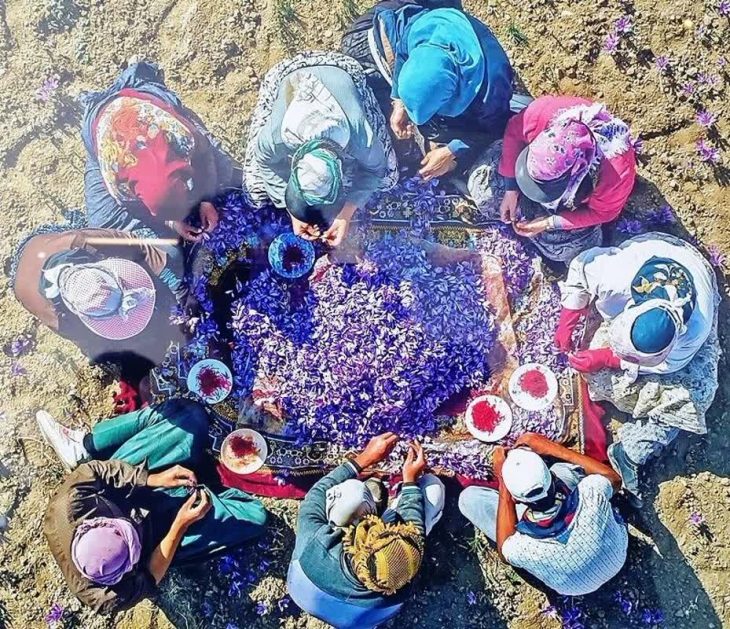 پیش بینی برداشت سه تن طلای سرخ در لرستان