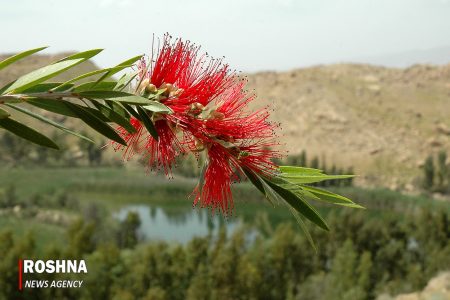 گزارش تصویری تالاب های شهرستان پلدختر لرستان/ بهار ۱۴۰۳