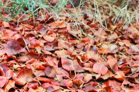 گزارش تصویری از طبیعت پاییزی دلنشین و خاطره انگیز لرستان