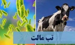 شیوع بیماری تب‌مالت در لرستان