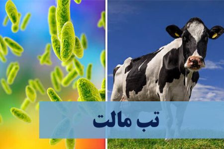 شیوع بیماری تب‌مالت در لرستان