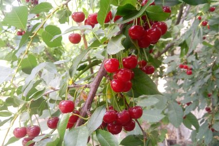 برداشت یک هزار و ۷۰۰ تن آلبالو در این شهرستان بروجرد