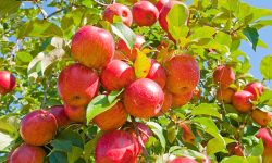 چهارمین جشنواره و آیین شکرگزاری سیب بروجرد برگزار می‌شود