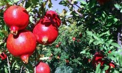 چهارمین جشنواره انار آبانماه در تنگ سیاب کوهدشت برپا میشود