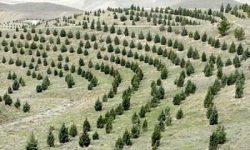 لرستان سومین استان پیشرو کاشت نهال در طرح مردمی کاشت یک میلیارد درخت در کشور می باشد